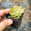 Echeveria pulidonis 'Christmas'