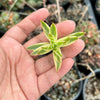 Crassula campfire variegated (1x CUTTING)