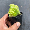 Aeonium tabuliforme f. cristatum (crested plant)