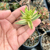 Crassula campfire variegated (1x CUTTING)