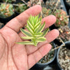 Crassula campfire variegated (1x CUTTING)