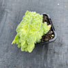 Aeonium tabuliforme f. cristatum (crested plant)