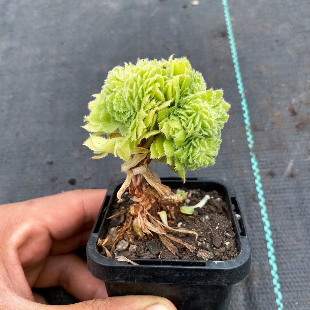 Aeonium tabuliforme f. cristatum (crested plant)