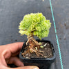 Aeonium tabuliforme f. cristatum (crested plant)