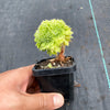 Aeonium tabuliforme f. cristatum (crested plant)