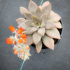 Echeveria 'Carnicolor' (has marks)