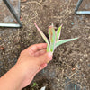 Agave guiengola f. marginata cv. Cream Brulee (1 x PUP)