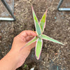 Agave guiengola f. marginata cv. Cream Brulee (1 x PUP)