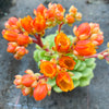Echeveria 'Kircheriana'
