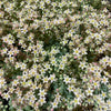 Sedum dasyphyllum 'Major'