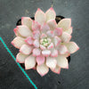 Echeveria 'Violet magic'