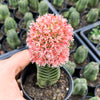 Crassula Buddha's Temple