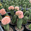 Crassula Buddha's Temple