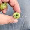 Aeonium aureum aka. Greenovia Aurea (SET OF 3 CUTTING)