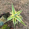 Agave guiengola f. marginata cv. Cream Brulee (1 x PUP)