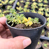 Sedum Golden Rice - Sedum Orizifolium Variegata