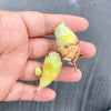 Aeonium aureum aka. Greenovia Aurea (SET OF 3 CUTTING)