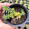 Sedum Golden Rice - Sedum Orizifolium Variegata