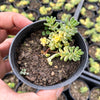 Sedum Golden Rice - Sedum Orizifolium Variegata