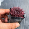 Sempervivum tectorum 'Squib' (w/pup)