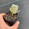 Graptoveria 'Lovely Rose'