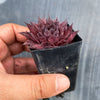 Sempervivum tectorum 'Squib' (w/pup)