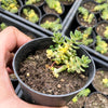 Sedum Golden Rice - Sedum Orizifolium Variegata