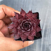 Sempervivum tectorum 'Squib' (w/pup)
