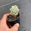 Graptoveria 'Lovely Rose'