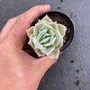 Graptoveria 'Lovely Rose'
