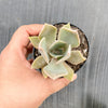 xGraptoveria 'Douglas Huth' (1 x CUTTING)