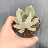 xGraptoveria 'Douglas Huth' (1 x CUTTING)