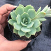 Echeveria 'Van Breen'
