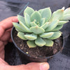 Echeveria 'Van Breen'