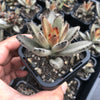 Kalanchoe Tomentosa 'Chocolate Soldier'