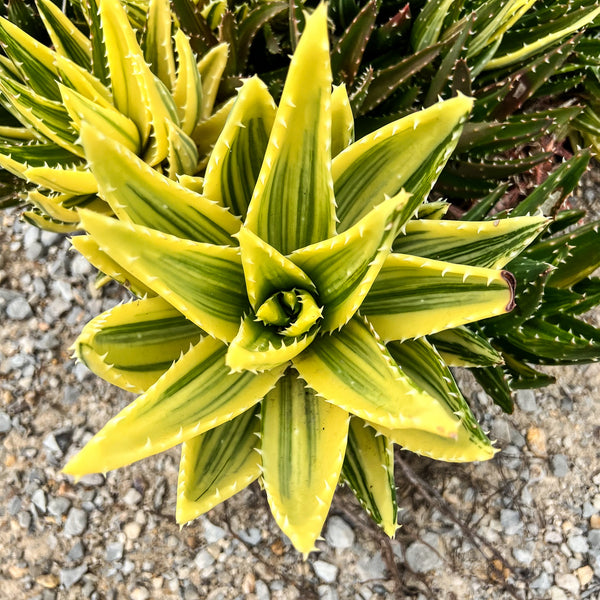 Aloe mitriformis variegata (1 x PUP) – LET LOVE GROW (Succulent & Cactus)