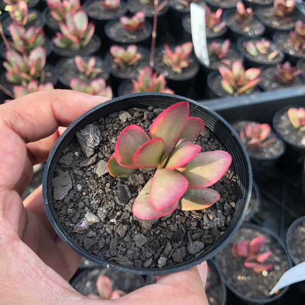 crassula platyphylla succulent Crassula platyphylla variegata – LET LOVE GROW (Succulent & Cactus)
