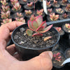 Crassula platyphylla variegata