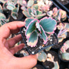 Kalanchoe fedtschenkoi 'Variegata' ( 1 X CUTTING )