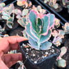 Kalanchoe fedtschenkoi 'Variegata' ( 1 X CUTTING )