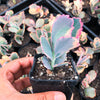 Kalanchoe fedtschenkoi 'Variegata' ( 1 X CUTTING )