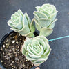 Graptoveria 'Lovely Rose'
