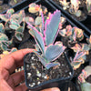 Kalanchoe fedtschenkoi 'Variegata' ( 1 X CUTTING )