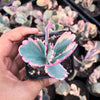 Kalanchoe fedtschenkoi 'Variegata'