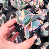 Kalanchoe fedtschenkoi 'Variegata' ( 1 X CUTTING )
