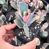 Kalanchoe fedtschenkoi 'Variegata' ( 1 X CUTTING )