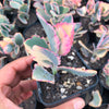 Kalanchoe fedtschenkoi 'Variegata' ( 1 X CUTTING )