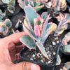 Kalanchoe fedtschenkoi 'Variegata' ( 1 X CUTTING )