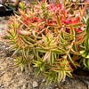 Crassula campfire variegated (1x CUTTING)