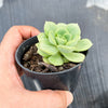 Echeveria Semnan